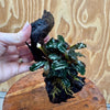 Scapeshop.com.au One Only Bucephalandra on Small Driftwood - ONE ONLY - Intricate Bucephalandra on Small Driftwood - ONE ONLY - Scapeshop Australia