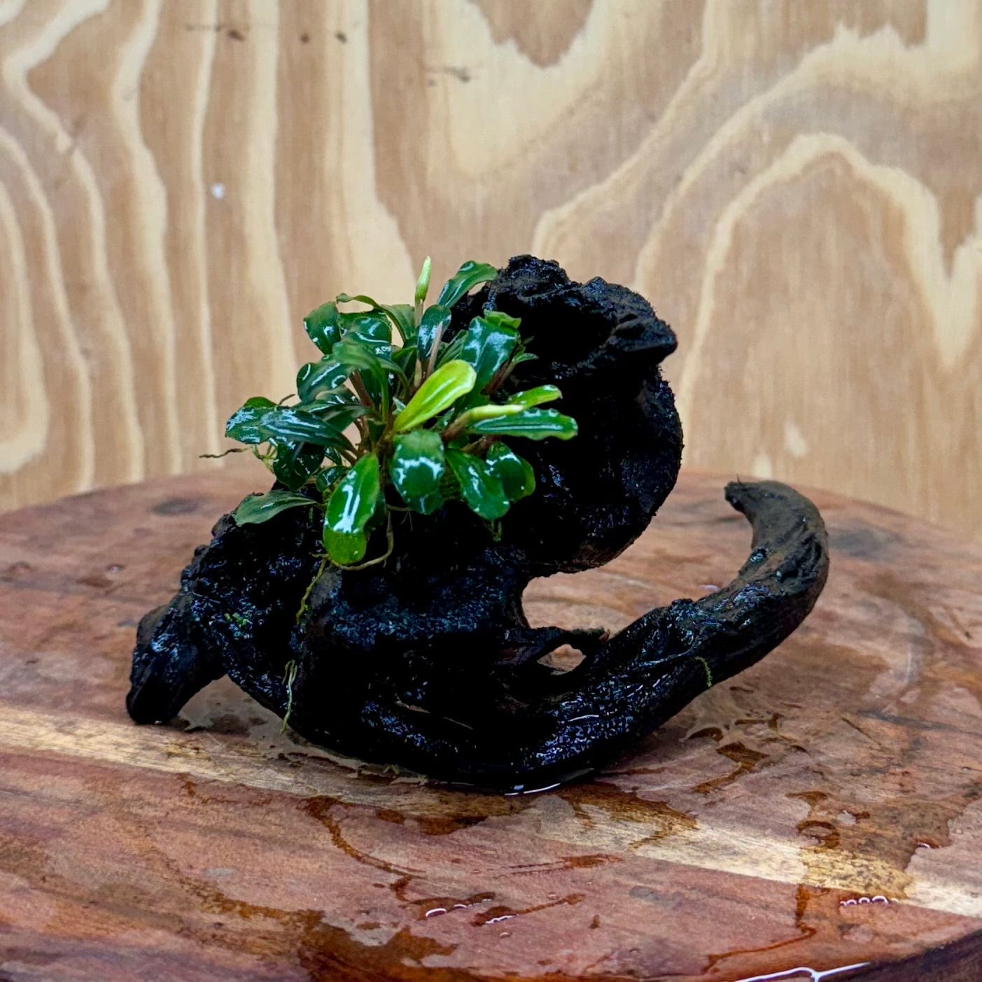 Scapeshop.com.au One Only Bucephalandra on Small Driftwood - ONE ONLY - Swirl Bucephalandra Driftwood - ONE ONLY - Scapeshop Australia