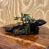 Scapeshop.com.au One Only Bucephalandra on Small Driftwood - ONE ONLY - Swish Bucephalandra Driftwood - ONE ONLY - Scapeshop Australia