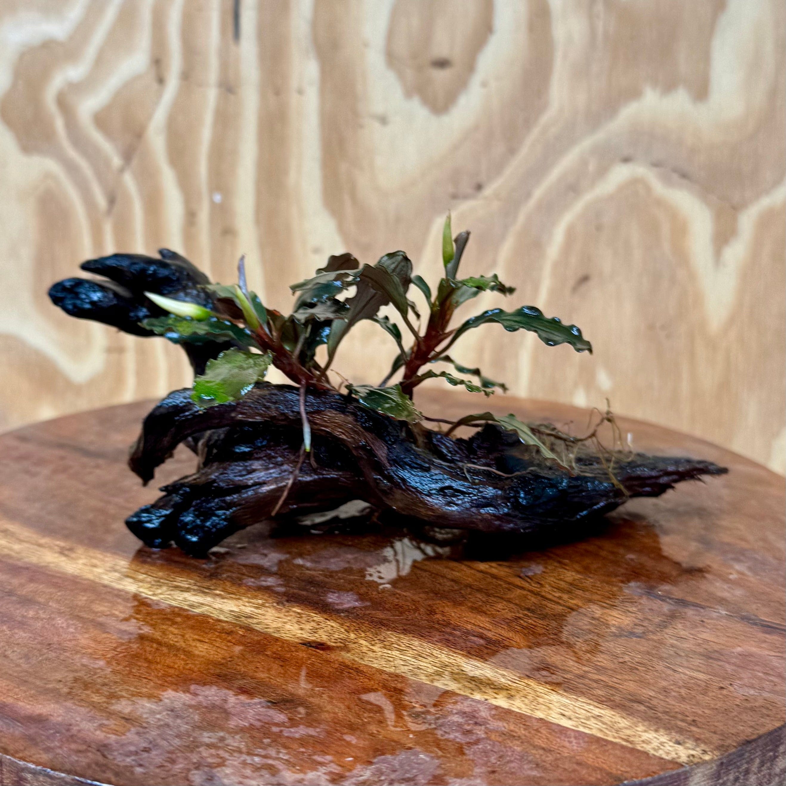 Scapeshop.com.au One Only Bucephalandra on Small Driftwood - ONE ONLY - Swish Bucephalandra Driftwood - ONE ONLY - Scapeshop Australia