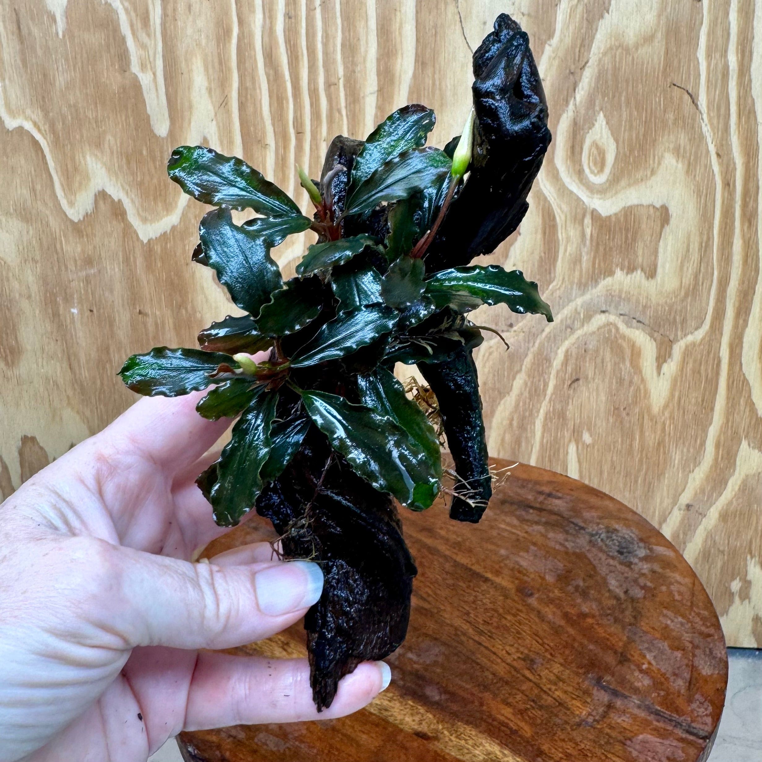 Scapeshop.com.au One Only Bucephalandra on Small Driftwood - ONE ONLY - Swish Bucephalandra Driftwood - ONE ONLY - Scapeshop Australia