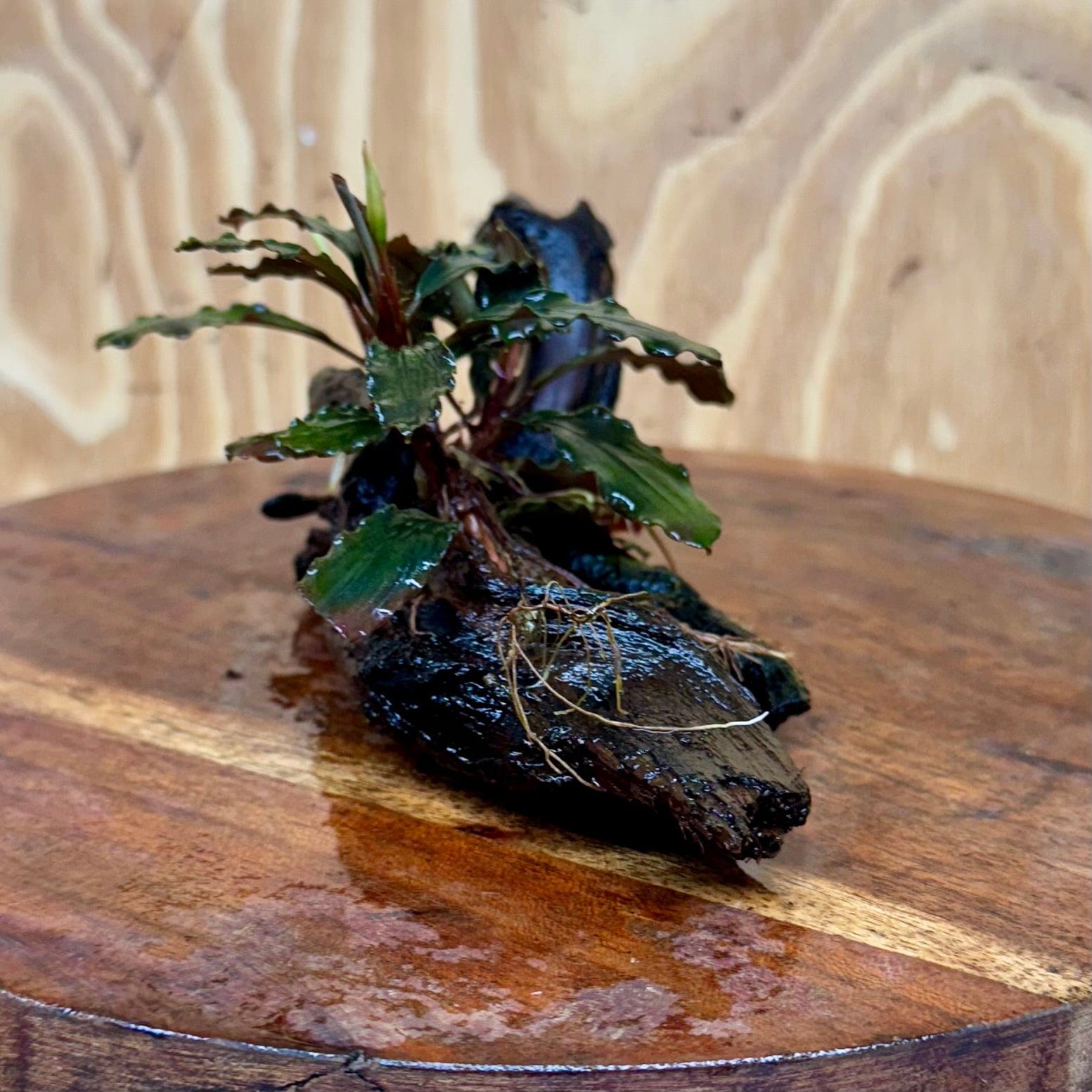 Scapeshop.com.au One Only Bucephalandra on Small Driftwood - ONE ONLY - Swish Bucephalandra Driftwood - ONE ONLY - Scapeshop Australia