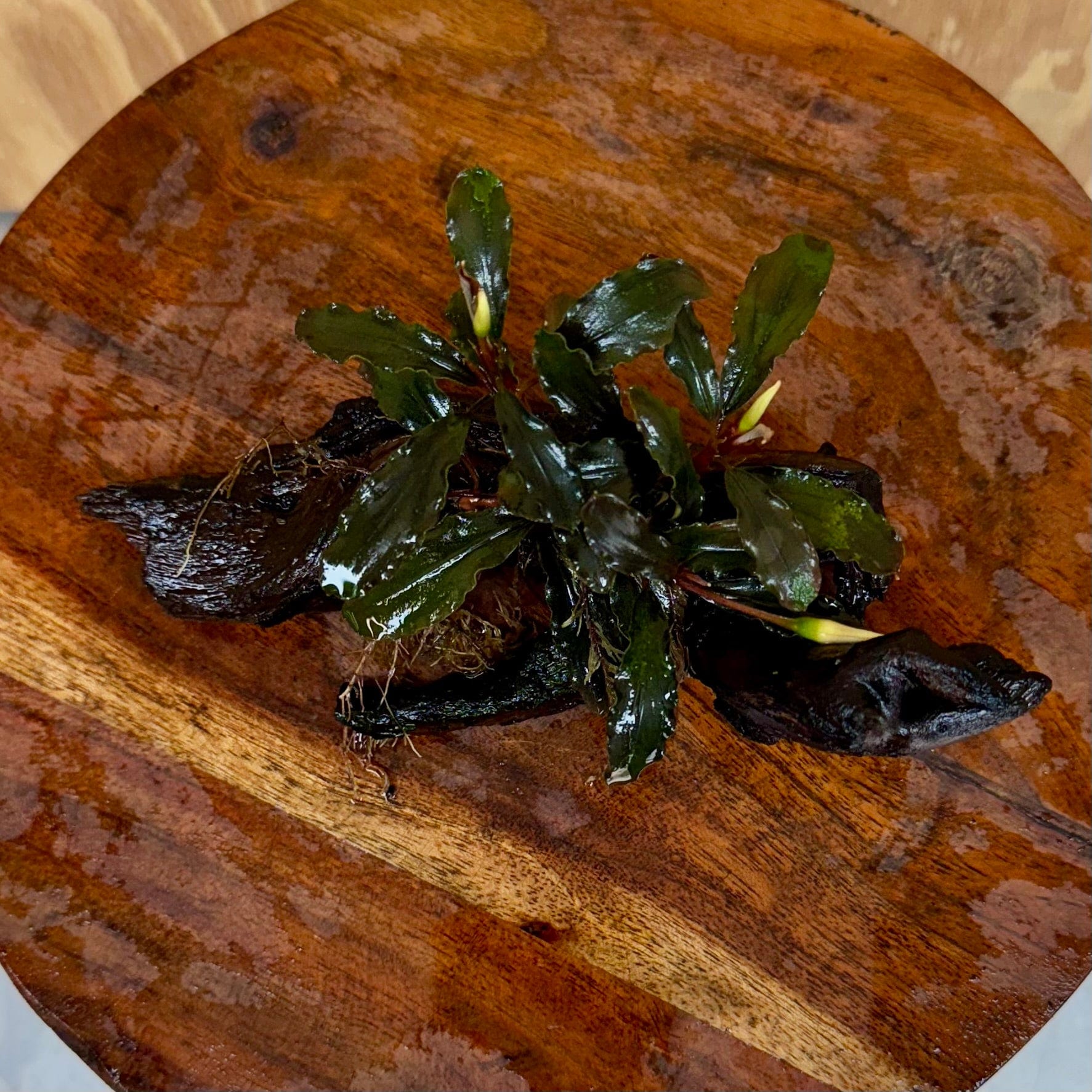 Scapeshop.com.au One Only Bucephalandra on Small Driftwood - ONE ONLY - Swish Bucephalandra Driftwood - ONE ONLY - Scapeshop Australia