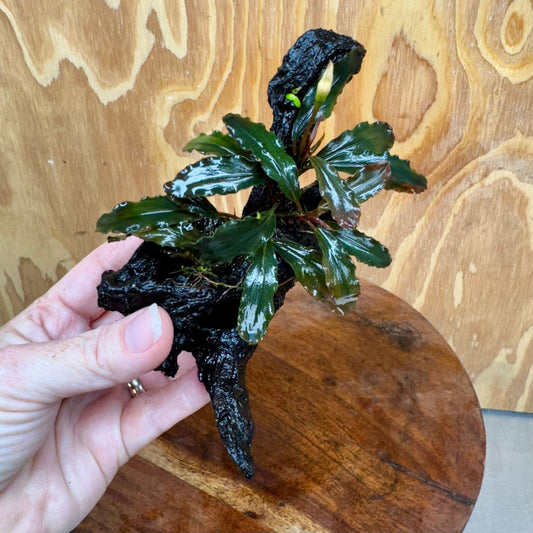 Scapeshop.com.au One Only Bucephalandra on Small Driftwood - ONE ONLY - Swish Bucephalandra Driftwood - ONE ONLY - Scapeshop Australia