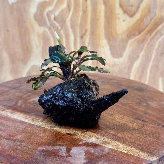 Scapeshop.com.au One Only Bucephalandra on Small Driftwood - ONE ONLY - Swish Bucephalandra Driftwood - ONE ONLY - Scapeshop Australia