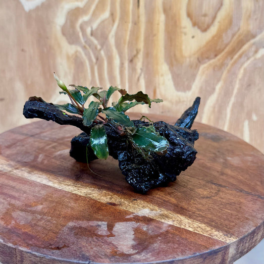 Scapeshop.com.au One Only Bucephalandra on Small Driftwood - ONE ONLY - Swish Bucephalandra Driftwood - ONE ONLY - Scapeshop Australia