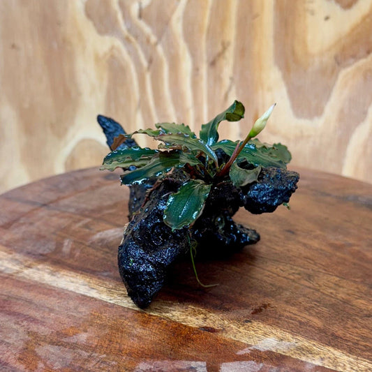 Scapeshop.com.au One Only Bucephalandra on Small Driftwood - ONE ONLY - Swish Bucephalandra Driftwood - ONE ONLY - Scapeshop Australia