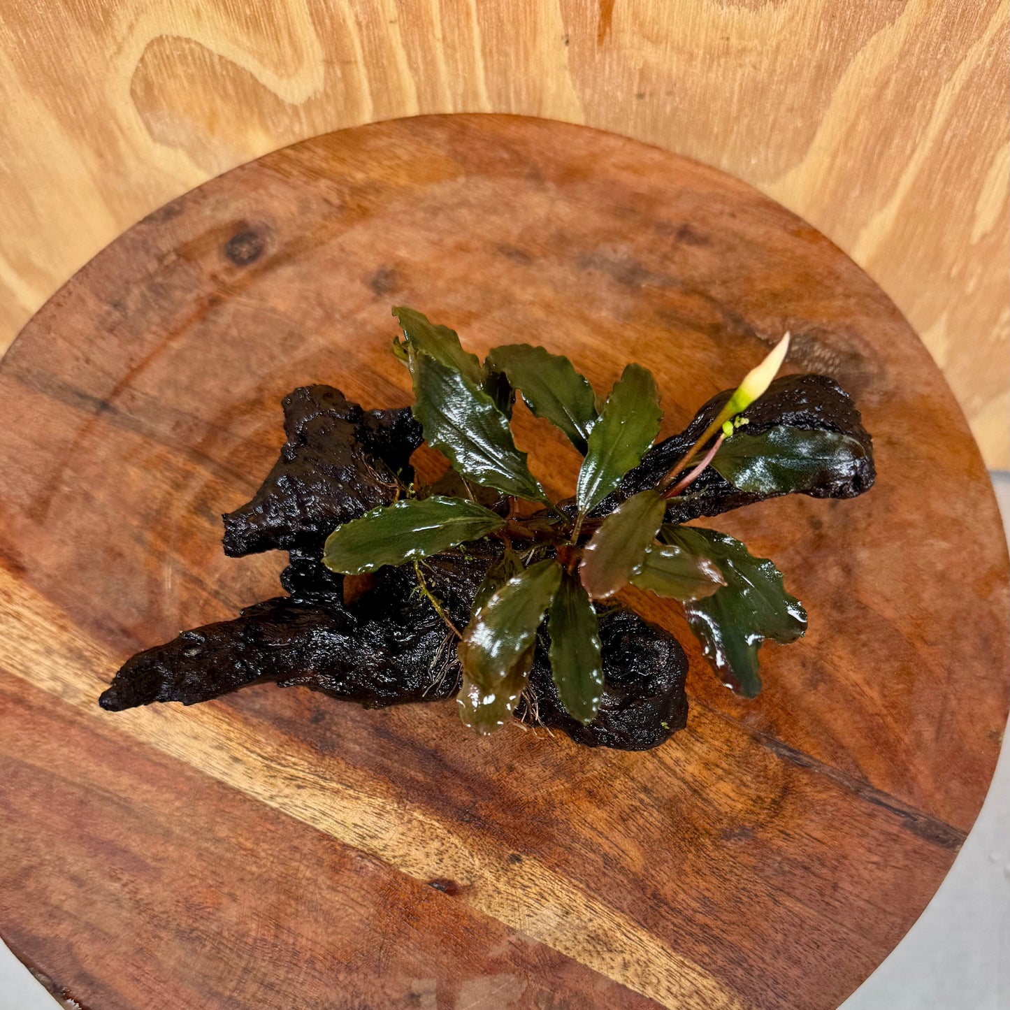 Scapeshop.com.au One Only Bucephalandra on Small Driftwood - ONE ONLY - Swish Bucephalandra Driftwood - ONE ONLY - Scapeshop Australia
