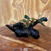 Scapeshop.com.au One Only Bucephalandra on Small Driftwood - ONE ONLY - Swish Bucephalandra Driftwood - ONE ONLY - Scapeshop Australia