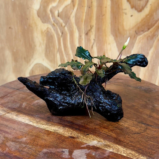 Scapeshop.com.au One Only Bucephalandra on Small Driftwood - ONE ONLY - Swish Bucephalandra Driftwood - ONE ONLY - Scapeshop Australia