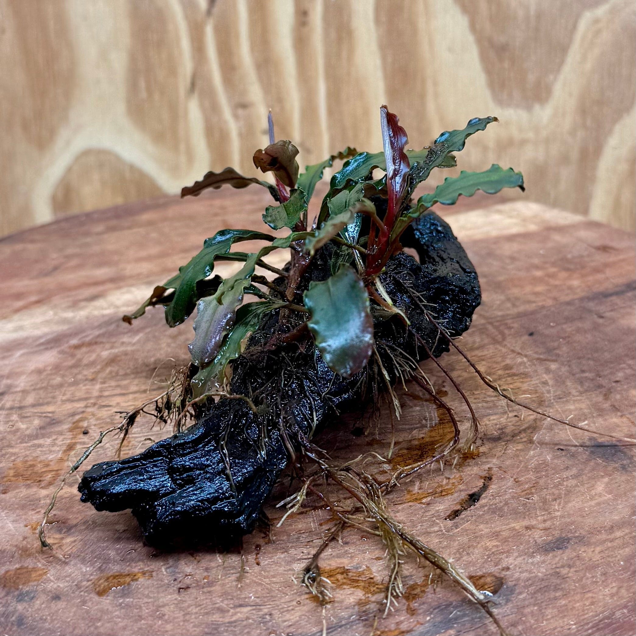 Scapeshop.com.au One Only Bucephalandra on Small Driftwood - ONE ONLY - Swish Bucephalandra Driftwood - ONE ONLY - Scapeshop Australia