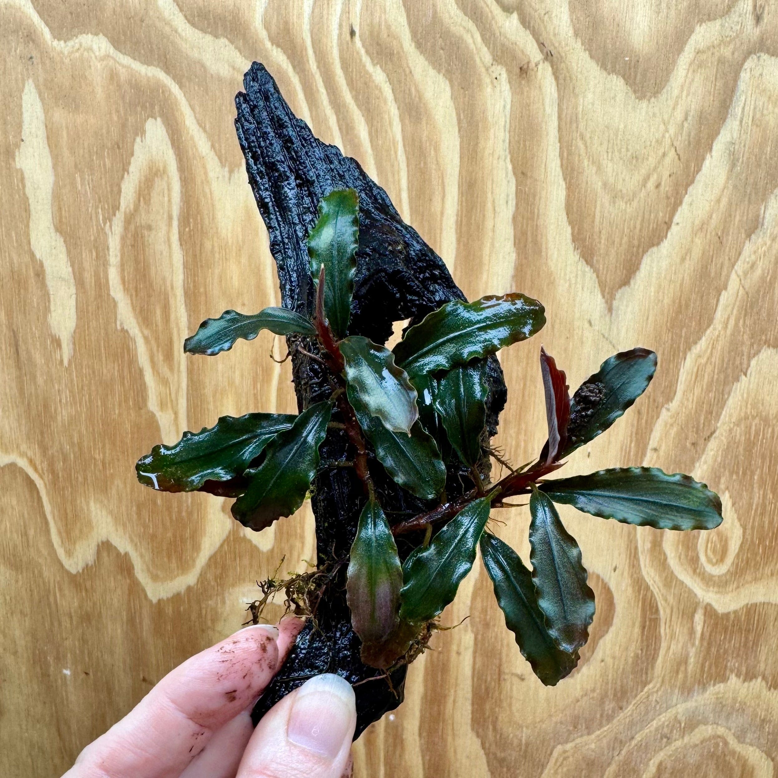 Scapeshop.com.au One Only Bucephalandra on Small Driftwood - ONE ONLY - Swish Bucephalandra Driftwood - ONE ONLY - Scapeshop Australia