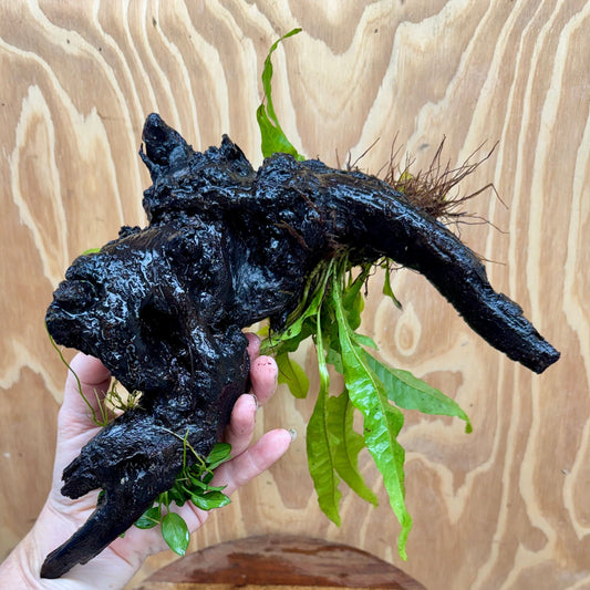 Scapeshop.com.au One Only Bucephalandra, Petite Nana Anubias & Microsorum 'Indo'(Java Fern) Driftwood Creation - One Only - B Bucephalandra, Petite Nana Anubias & Microsorum 'Indo'(Java Fern) Driftwood Creation - One Only - B