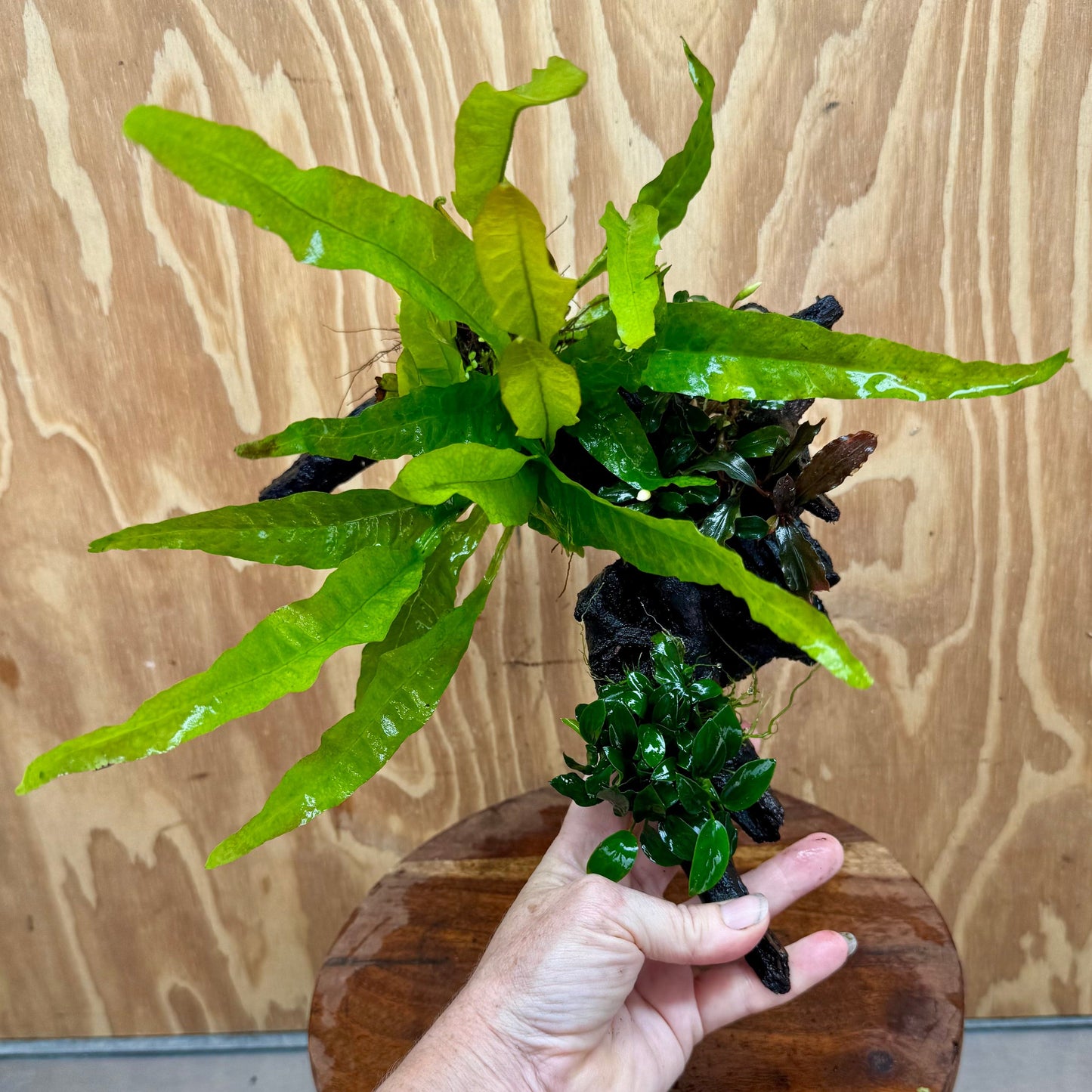 Scapeshop.com.au One Only Bucephalandra, Petite Nana Anubias & Microsorum 'Indo'(Java Fern) Driftwood Creation - One Only - B Bucephalandra, Petite Nana Anubias & Microsorum 'Indo'(Java Fern) Driftwood Creation - One Only - B