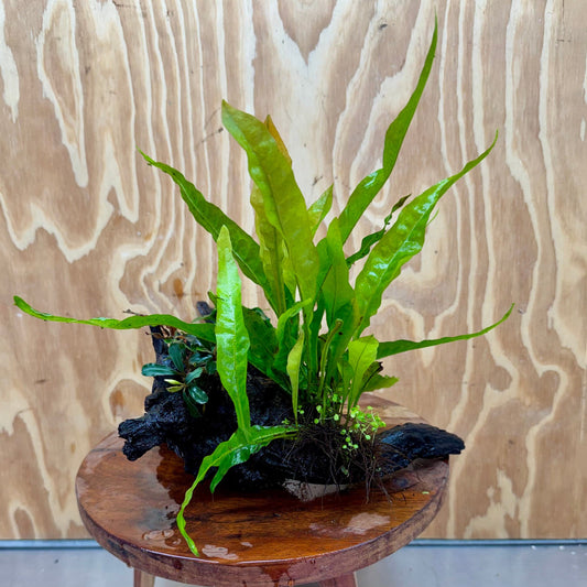 Scapeshop.com.au One Only Bucephalandra, Petite Nana Anubias & Microsorum 'Indo'(Java Fern) Driftwood Creation - One Only - B Bucephalandra, Petite Nana Anubias & Microsorum 'Indo'(Java Fern) Driftwood Creation - One Only - B