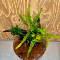 Scapeshop.com.au One Only Bucephalandra, Petite Nana Anubias & Microsorum 'Indo'(Java Fern) Driftwood Creation - One Only - B Bucephalandra, Petite Nana Anubias & Microsorum 'Indo'(Java Fern) Driftwood Creation - One Only - B