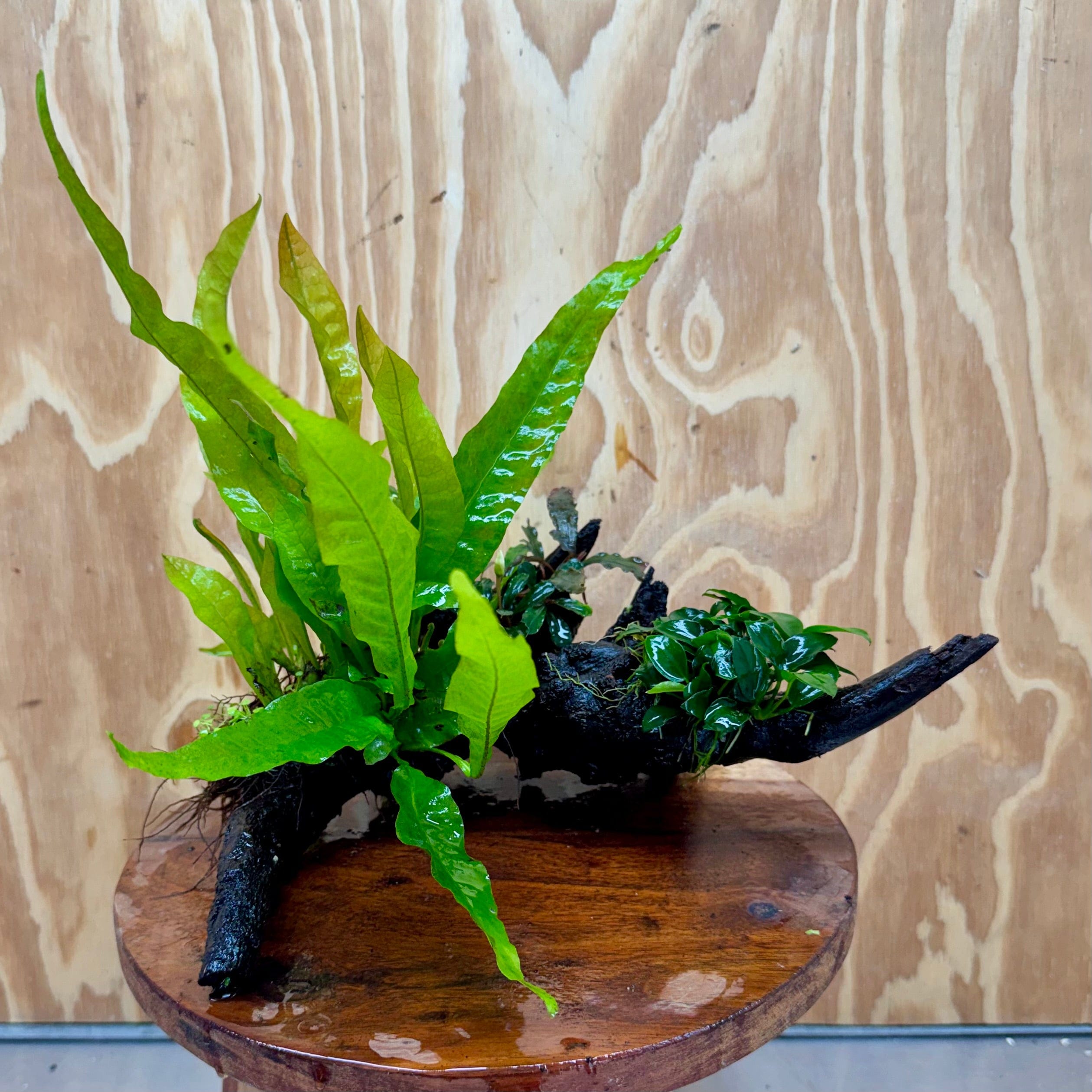 Scapeshop.com.au One Only Bucephalandra, Petite Nana Anubias & Microsorum 'Indo'(Java Fern) Driftwood Creation - One Only - B Bucephalandra, Petite Nana Anubias & Microsorum 'Indo'(Java Fern) Driftwood Creation - One Only - B