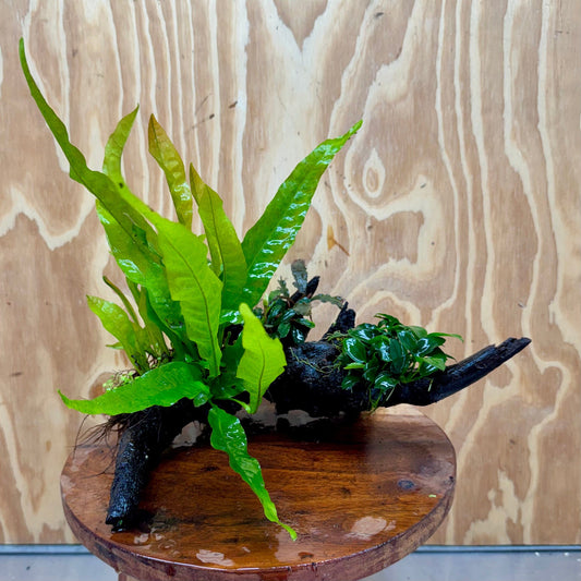 Scapeshop.com.au One Only Bucephalandra, Petite Nana Anubias & Microsorum 'Indo'(Java Fern) Driftwood Creation - One Only - B Bucephalandra, Petite Nana Anubias & Microsorum 'Indo'(Java Fern) Driftwood Creation - One Only - B