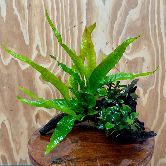 Scapeshop.com.au One Only Bucephalandra, Petite Nana Anubias & Microsorum 'Indo'(Java Fern) Driftwood Creation - One Only - B Bucephalandra, Petite Nana Anubias & Microsorum 'Indo'(Java Fern) Driftwood Creation - One Only - B