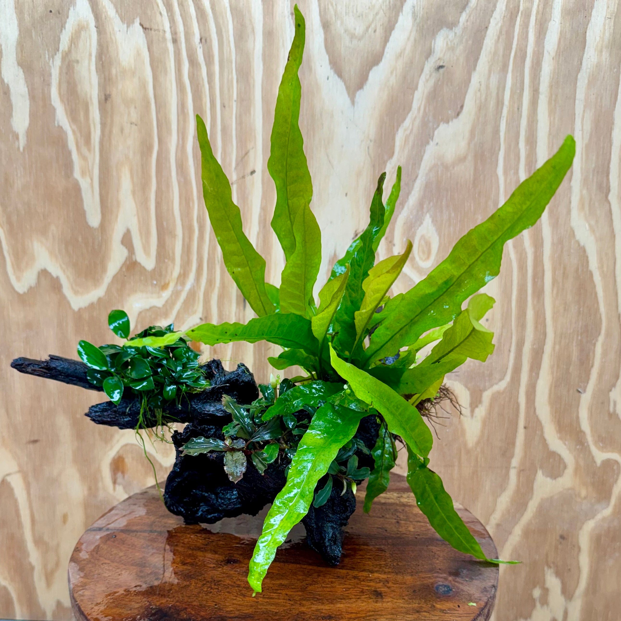 Scapeshop.com.au One Only Bucephalandra, Petite Nana Anubias & Microsorum 'Indo'(Java Fern) Driftwood Creation - One Only - B Bucephalandra, Petite Nana Anubias & Microsorum 'Indo'(Java Fern) Driftwood Creation - One Only - B