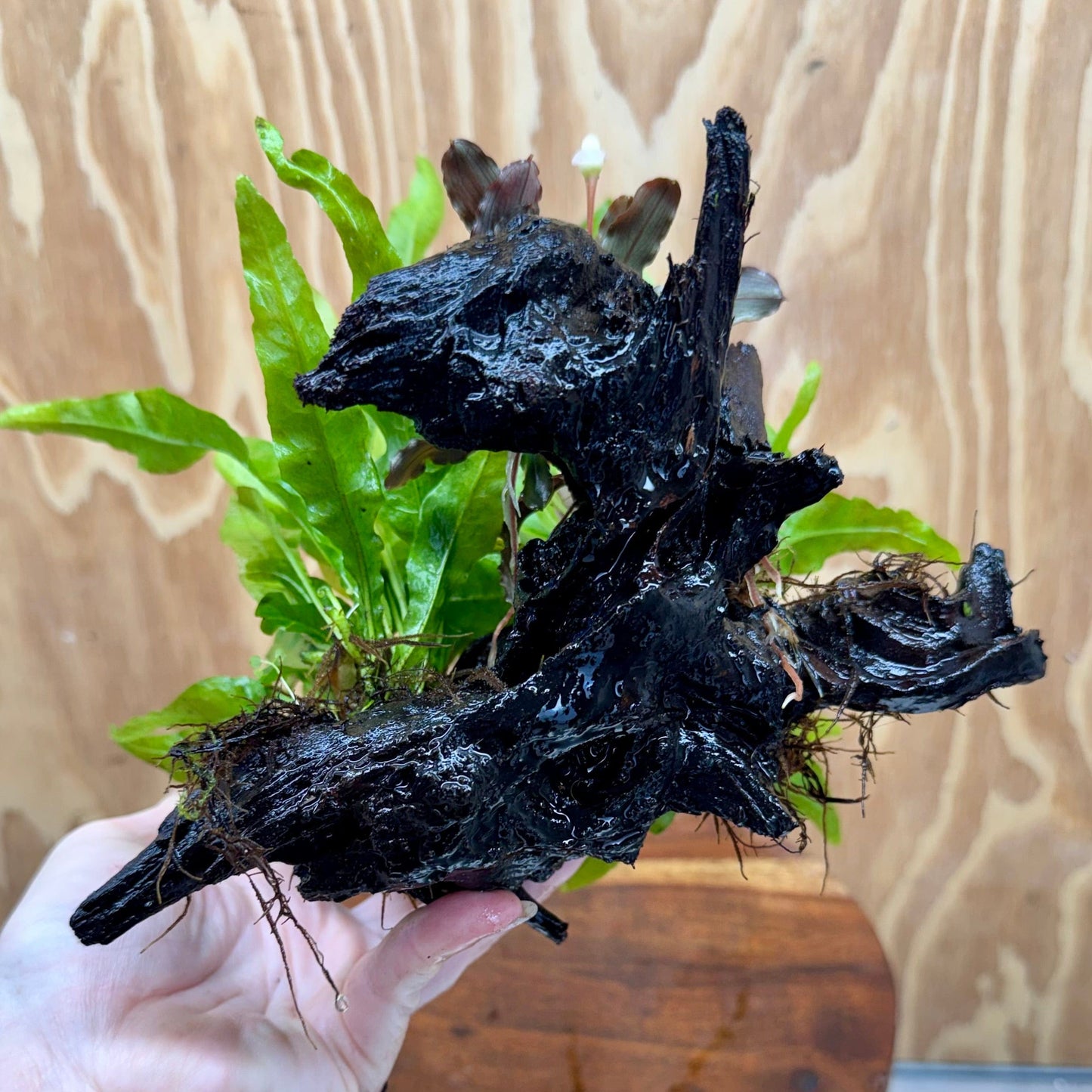 Scapeshop.com.au One Only Bucephalandra plus Double Indo Microsorum (Java Fern) Driftwood Creation - One Only - Fantastic Bucephalandra plus Double Indo Microsorum (Java Fern) Driftwood Creation - One Only - Fantastic