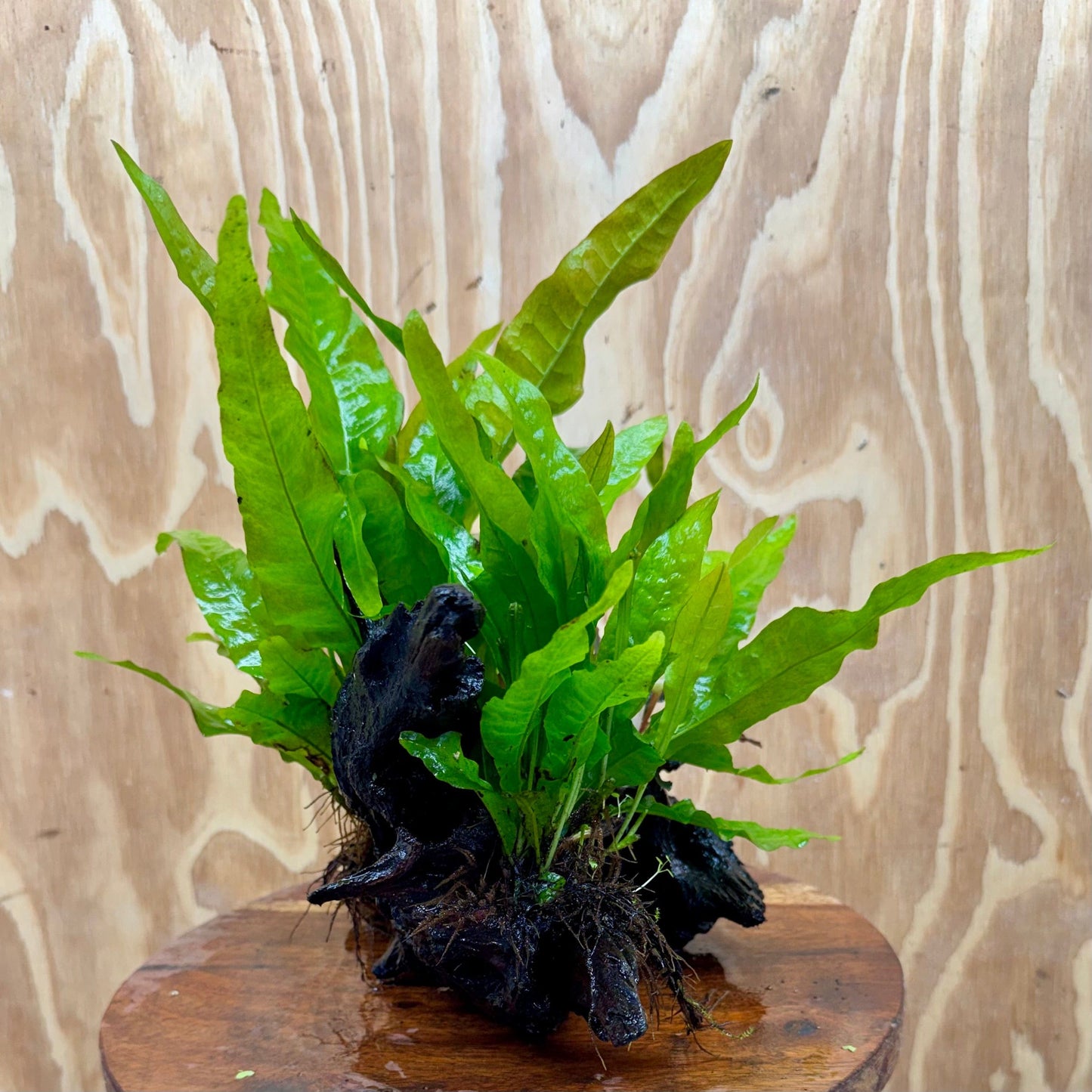 Scapeshop.com.au One Only Bucephalandra plus Double Indo Microsorum (Java Fern) Driftwood Creation - One Only - Fantastic Bucephalandra plus Double Indo Microsorum (Java Fern) Driftwood Creation - One Only - Fantastic