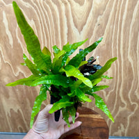 Scapeshop.com.au One Only Bucephalandra plus Double Indo Microsorum (Java Fern) Driftwood Creation - One Only - Fantastic Bucephalandra plus Double Indo Microsorum (Java Fern) Driftwood Creation - One Only - Fantastic