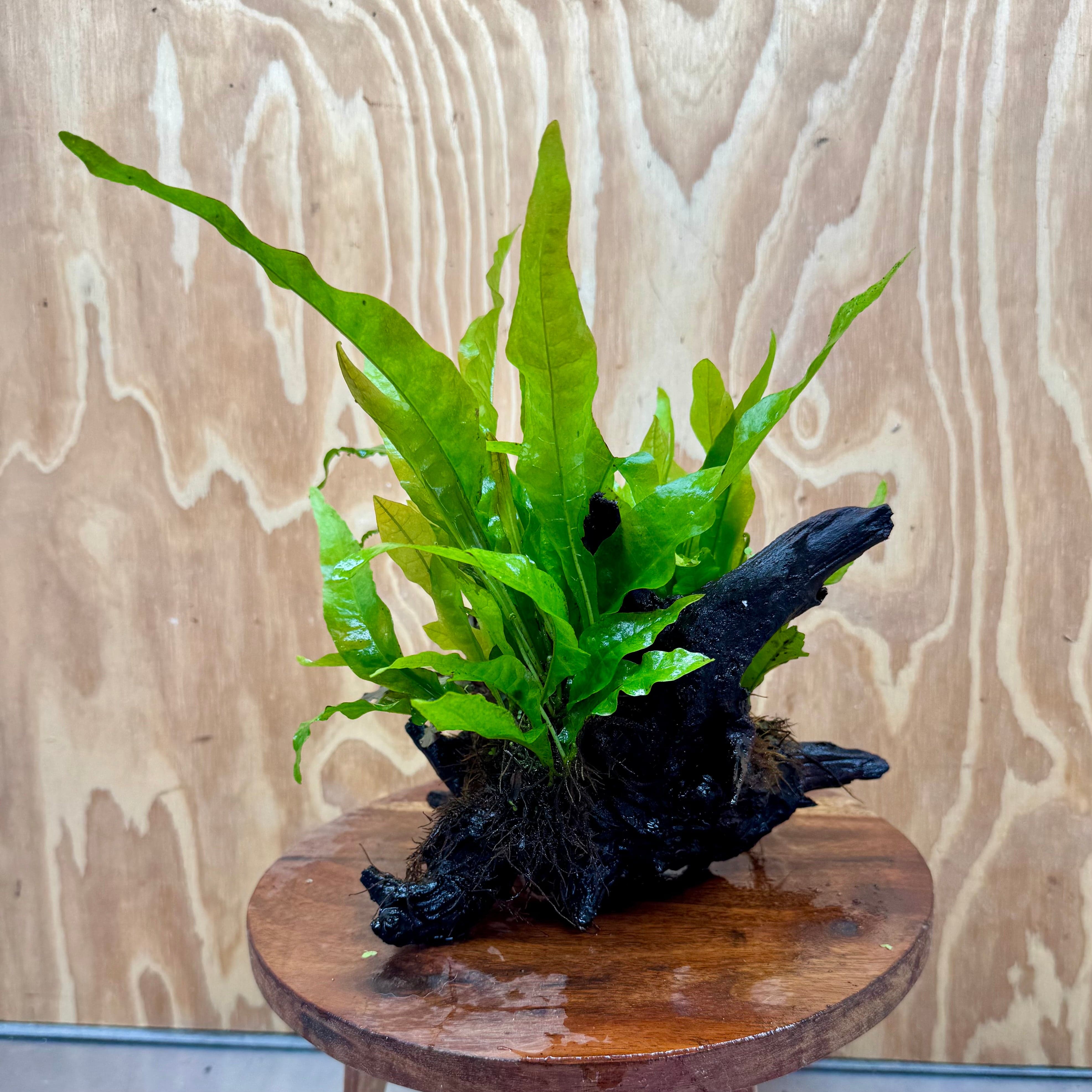 Scapeshop.com.au One Only Bucephalandra plus Double Indo Microsorum (Java Fern) Driftwood Creation - One Only - Fantastic Bucephalandra plus Double Indo Microsorum (Java Fern) Driftwood Creation - One Only - Fantastic