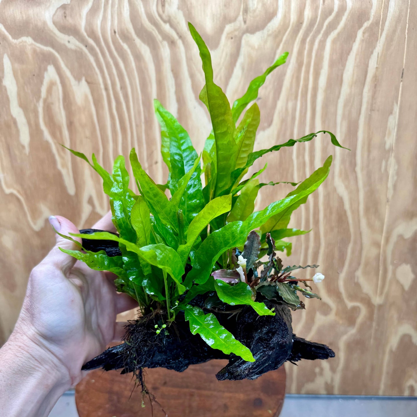 Scapeshop.com.au One Only Bucephalandra plus Double Indo Microsorum (Java Fern) Driftwood Creation - One Only - Fantastic Bucephalandra plus Double Indo Microsorum (Java Fern) Driftwood Creation - One Only - Fantastic