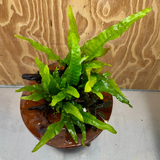 Scapeshop.com.au One Only Bucephalandra plus Double Indo Microsorum (Java Fern) Driftwood Creation - One Only - Fantastic Bucephalandra plus Double Indo Microsorum (Java Fern) Driftwood Creation - One Only - Fantastic