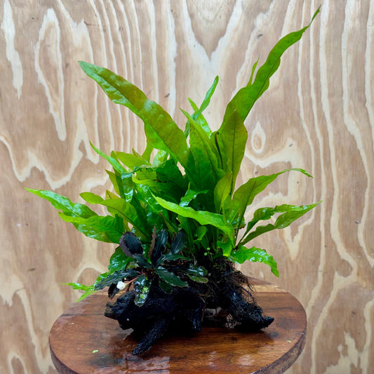 Scapeshop.com.au One Only Bucephalandra plus Double Indo Microsorum (Java Fern) Driftwood Creation - One Only - Fantastic Bucephalandra plus Double Indo Microsorum (Java Fern) Driftwood Creation - One Only - Fantastic