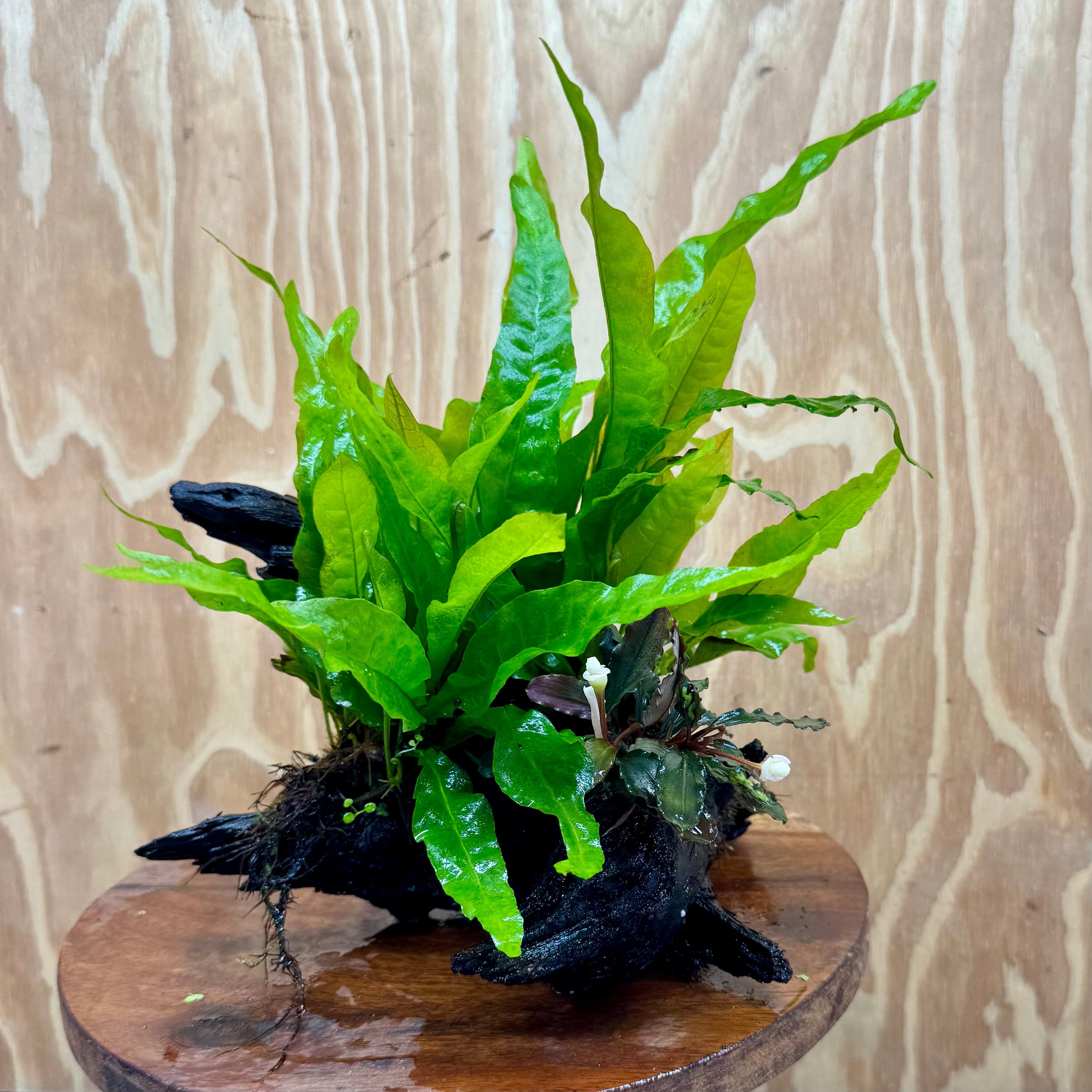Java Fern Indo Bucephalandra plus Double Indo Microsorum (Java Fern) Driftwood Creati ...