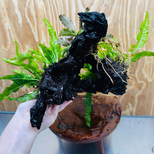 Scapeshop.com.au One Only Bucephalandra plus Double Indo Microsorum (Java Fern) Driftwood Creation - One Only - Lush Bucephalandra plus Double Indo Microsorum (Java Fern) Driftwood Creation - One Only - Lush
