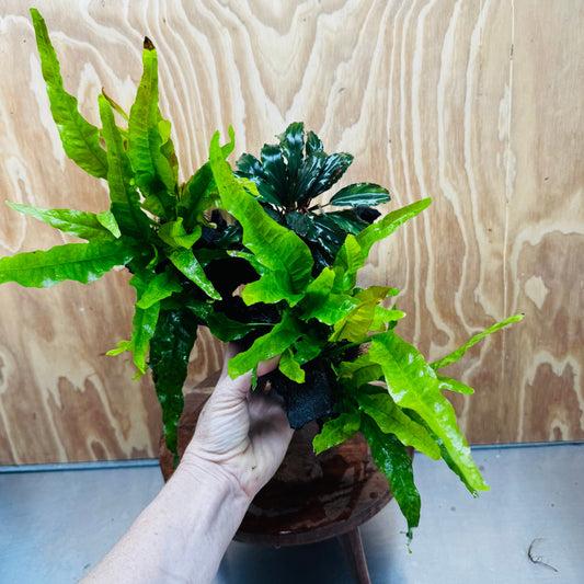 Scapeshop.com.au One Only Bucephalandra plus Double Indo Microsorum (Java Fern) Driftwood Creation - One Only - Lush Bucephalandra plus Double Indo Microsorum (Java Fern) Driftwood Creation - One Only - Lush