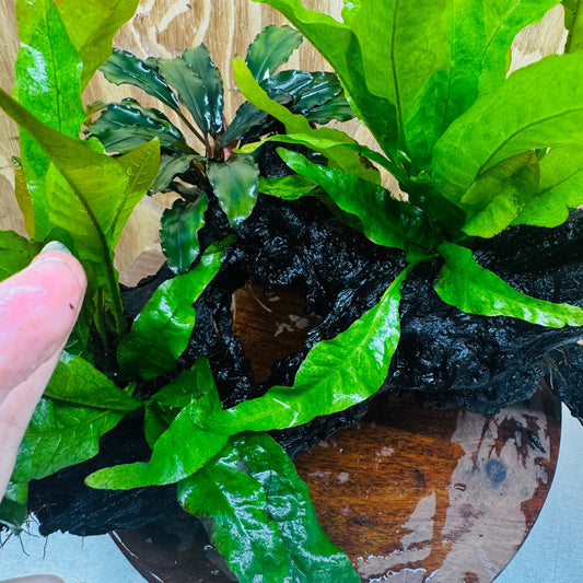 Scapeshop.com.au One Only Bucephalandra plus Double Indo Microsorum (Java Fern) Driftwood Creation - One Only - Lush Bucephalandra plus Double Indo Microsorum (Java Fern) Driftwood Creation - One Only - Lush