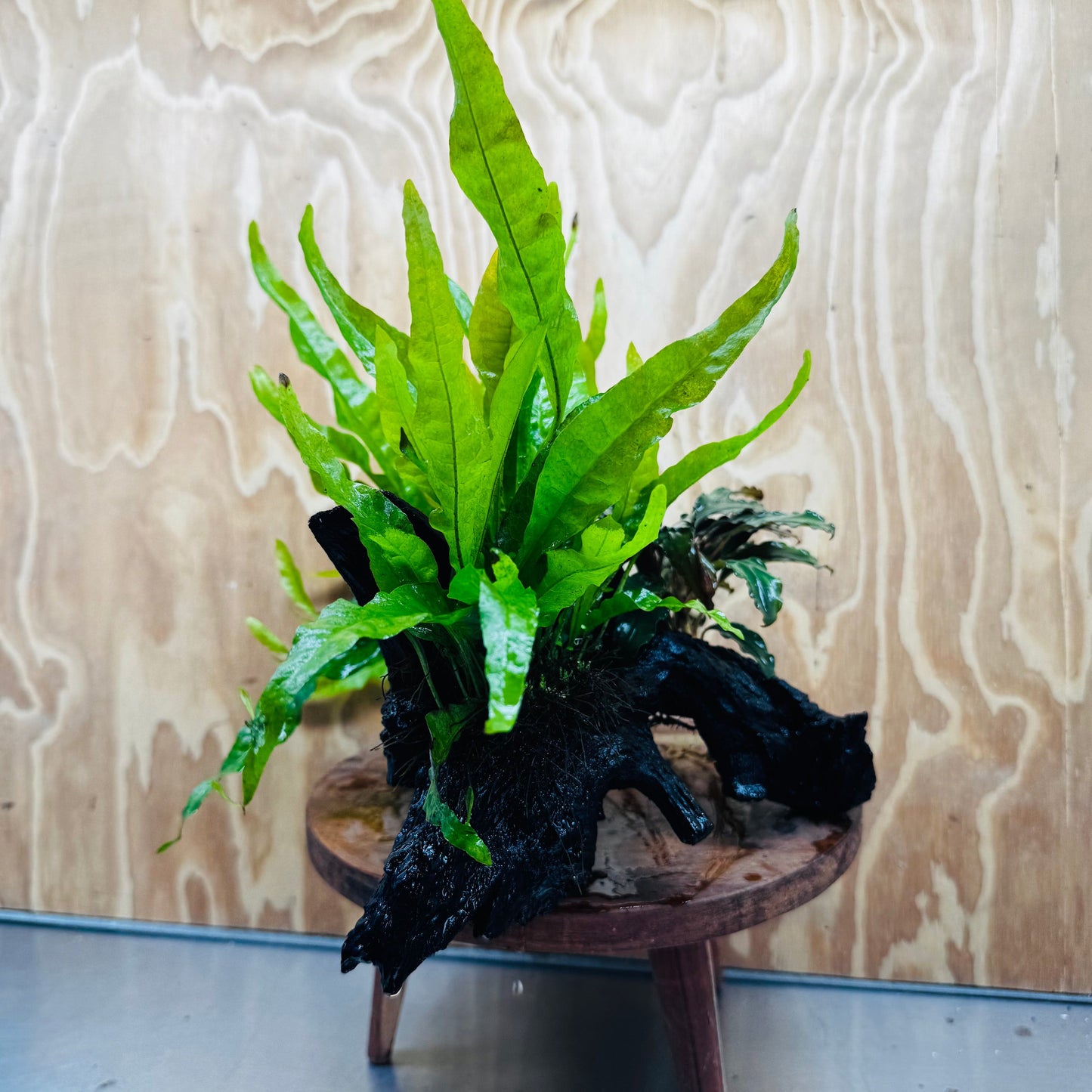 Scapeshop.com.au One Only Bucephalandra plus Double Indo Microsorum (Java Fern) Driftwood Creation - One Only - Lush Bucephalandra plus Double Indo Microsorum (Java Fern) Driftwood Creation - One Only - Lush