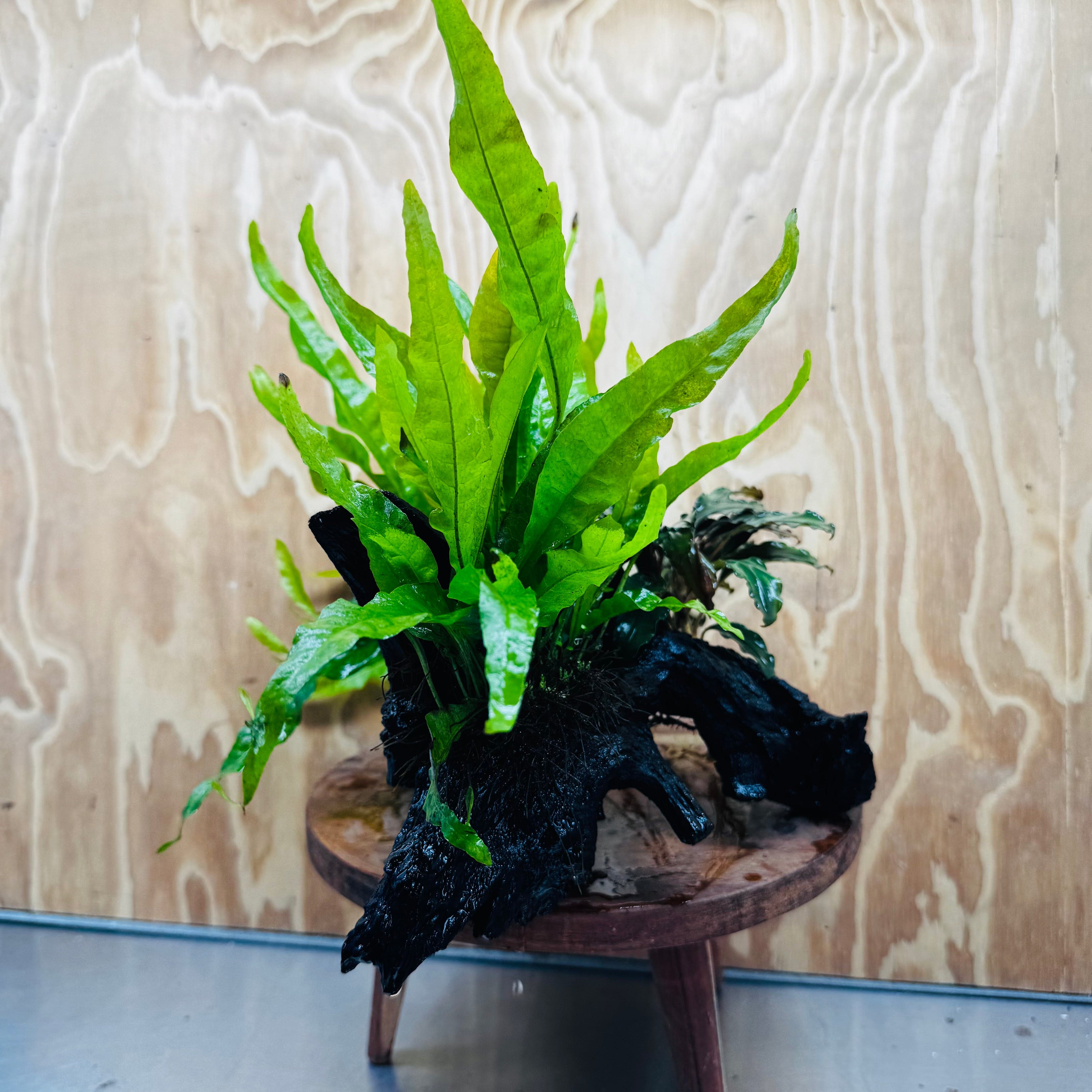 Scapeshop.com.au One Only Bucephalandra plus Double Indo Microsorum (Java Fern) Driftwood Creation - One Only - Lush Bucephalandra plus Double Indo Microsorum (Java Fern) Driftwood Creation - One Only - Lush