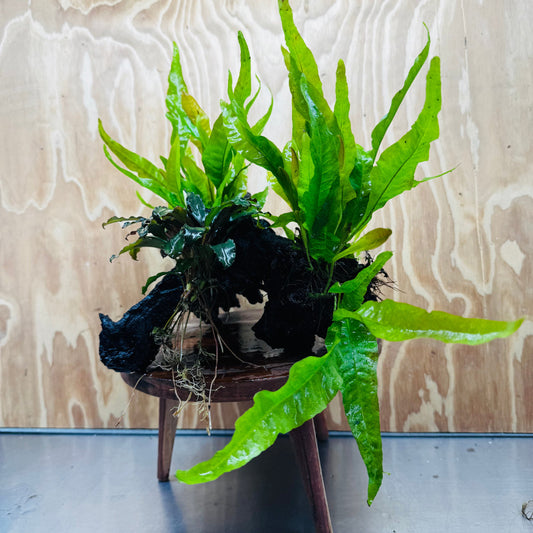 Scapeshop.com.au One Only Bucephalandra plus Double Indo Microsorum (Java Fern) Driftwood Creation - One Only - Lush Bucephalandra plus Double Indo Microsorum (Java Fern) Driftwood Creation - One Only - Lush