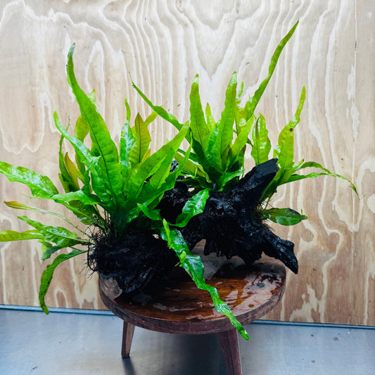 Scapeshop.com.au One Only Bucephalandra plus Double Indo Microsorum (Java Fern) Driftwood Creation - One Only - Lush Bucephalandra plus Double Indo Microsorum (Java Fern) Driftwood Creation - One Only - Lush