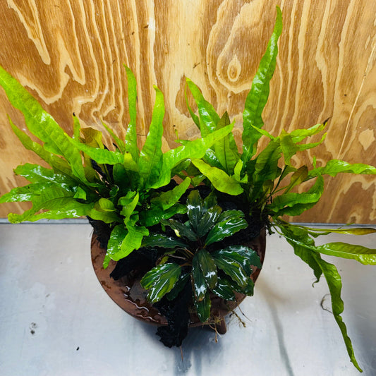 Scapeshop.com.au One Only Bucephalandra plus Double Indo Microsorum (Java Fern) Driftwood Creation - One Only - Lush Bucephalandra plus Double Indo Microsorum (Java Fern) Driftwood Creation - One Only - Lush