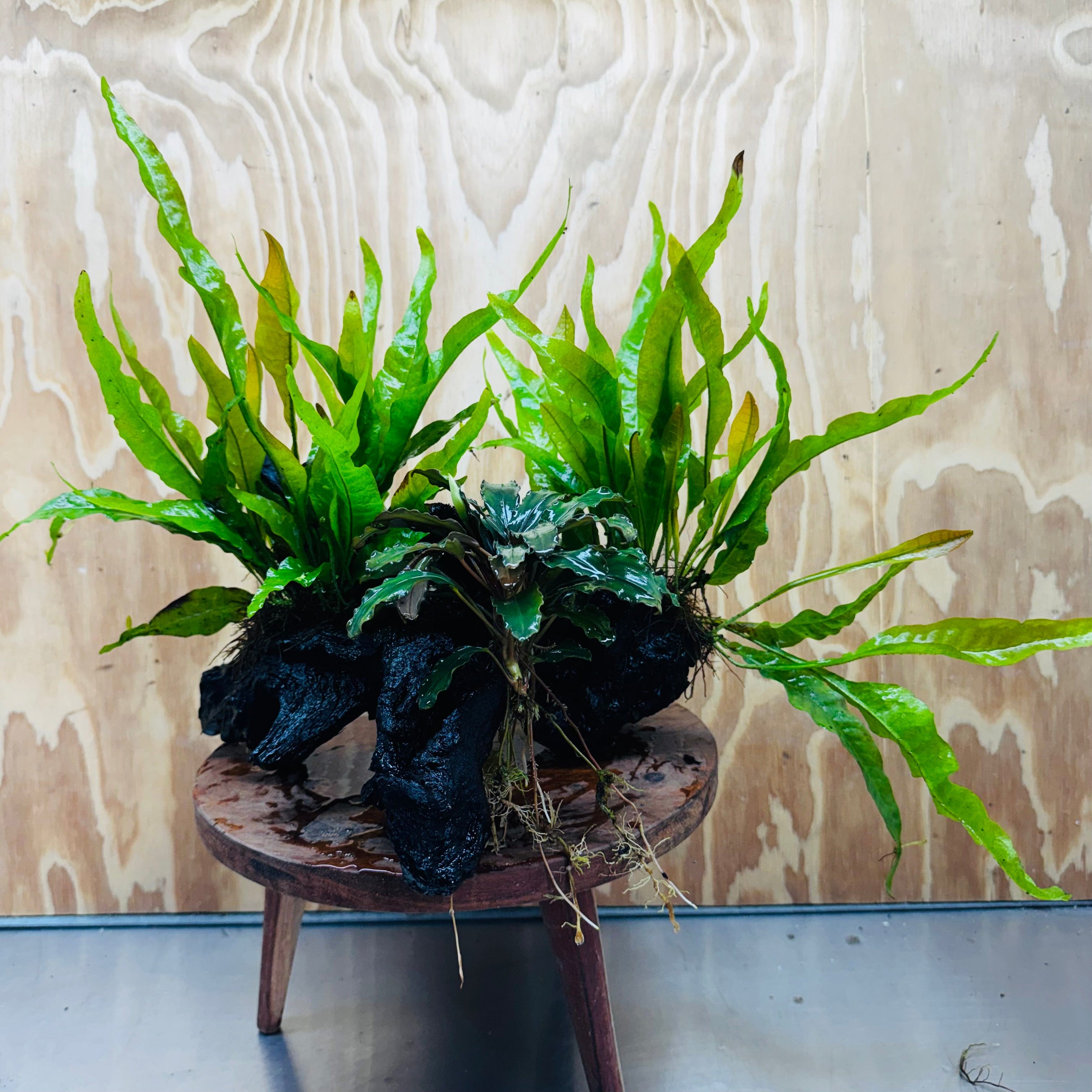 Java Fern Indo Bucephalandra plus Double Indo Microsorum (Java Fern) Driftwood Creati ...