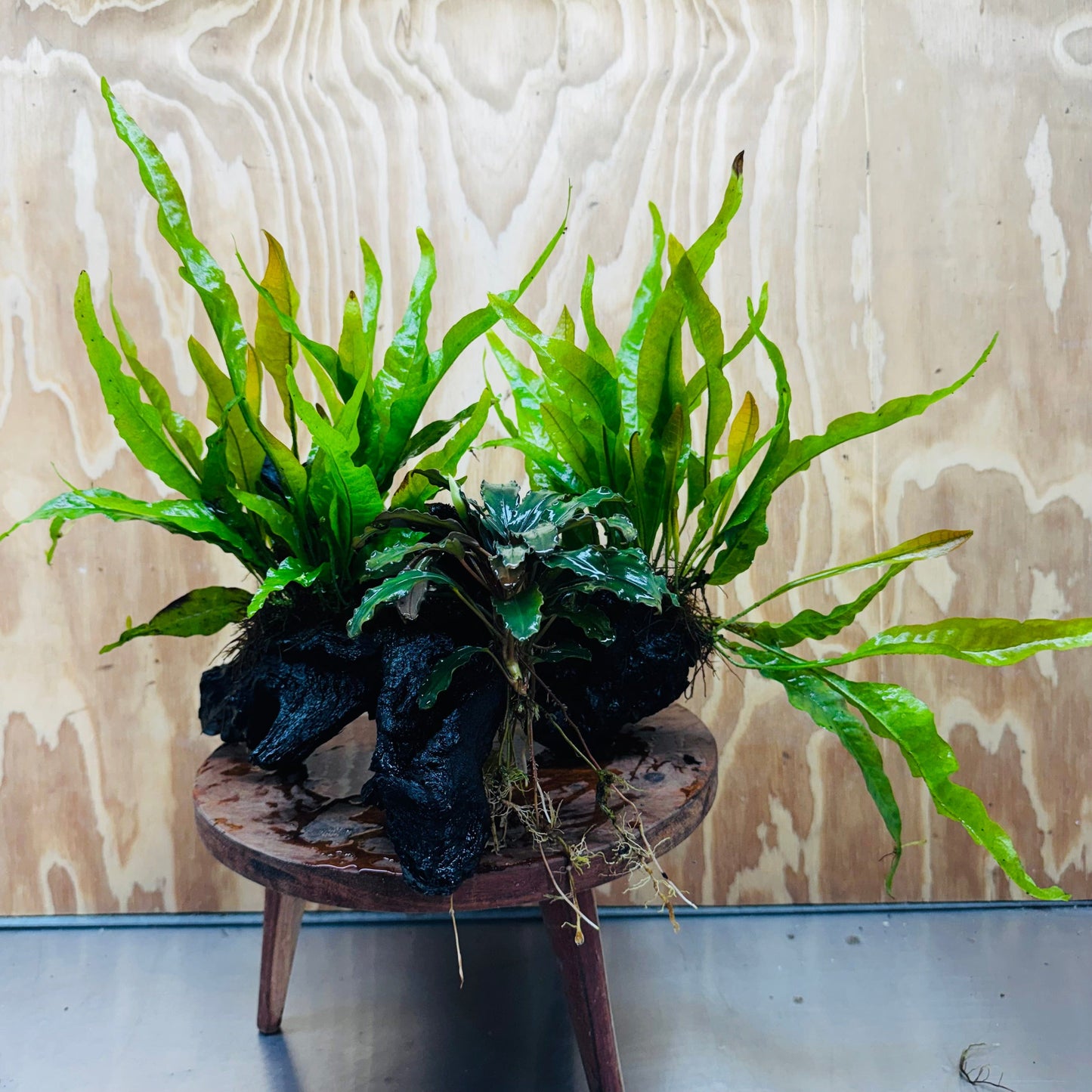 Scapeshop.com.au One Only Bucephalandra plus Double Indo Microsorum (Java Fern) Driftwood Creation - One Only - Lush Bucephalandra plus Double Indo Microsorum (Java Fern) Driftwood Creation - One Only - Lush