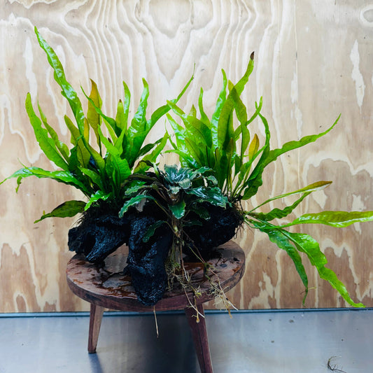 Scapeshop.com.au One Only Bucephalandra plus Double Indo Microsorum (Java Fern) Driftwood Creation - One Only - Lush Bucephalandra plus Double Indo Microsorum (Java Fern) Driftwood Creation - One Only - Lush