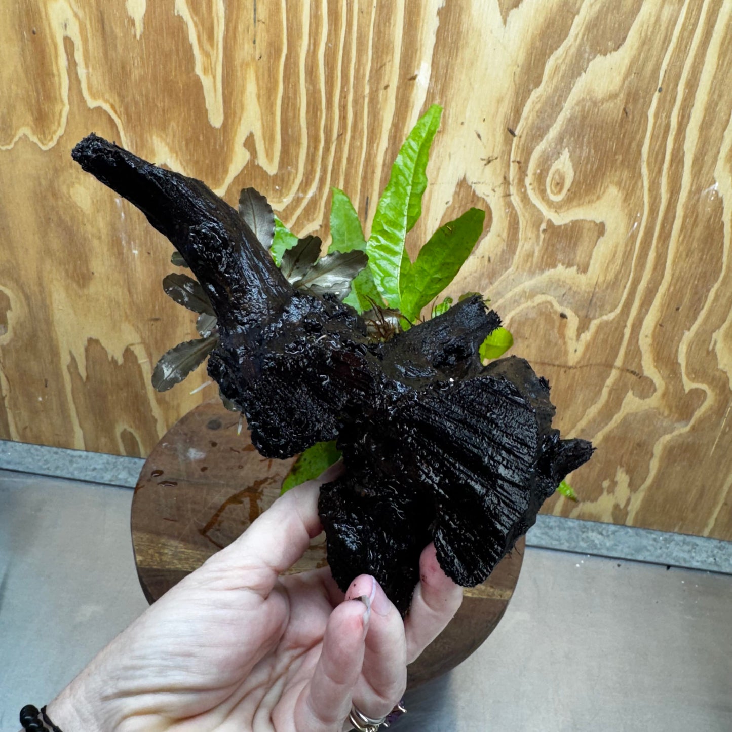 Scapeshop.com.au One Only Bucephalandra plus Indo Microsorum Driftwood Creation - One Only - Sensational Bucephalandra plus Indo Microsorum Driftwood Creation - One Only - Sensational