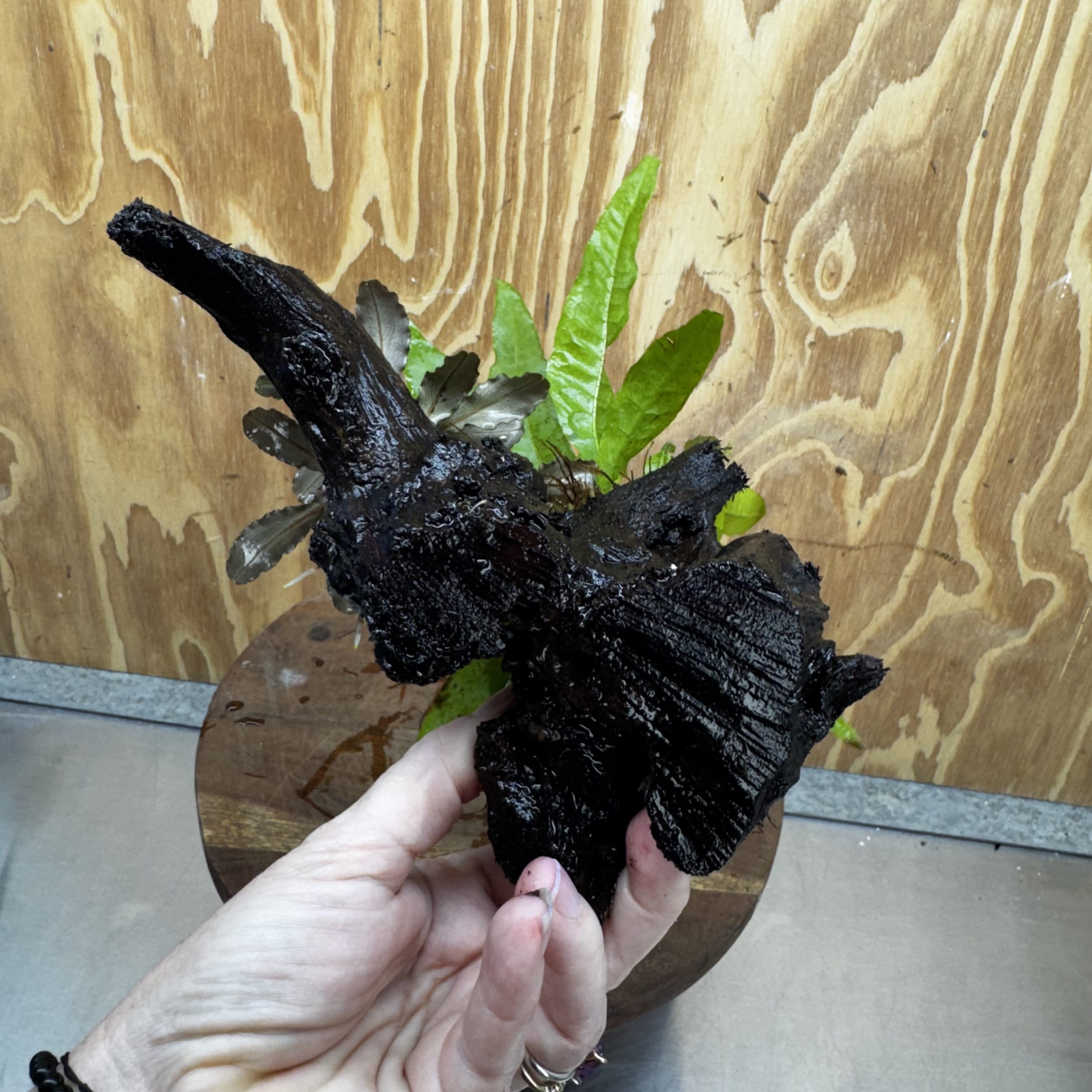 Scapeshop.com.au One Only Bucephalandra plus Indo Microsorum Driftwood Creation - One Only - Sensational Bucephalandra plus Indo Microsorum Driftwood Creation - One Only - Sensational