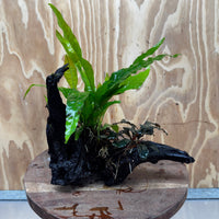 Scapeshop.com.au One Only Bucephalandra plus Indo Microsorum Driftwood Creation - One Only - Sensational Bucephalandra plus Indo Microsorum Driftwood Creation - One Only - Sensational