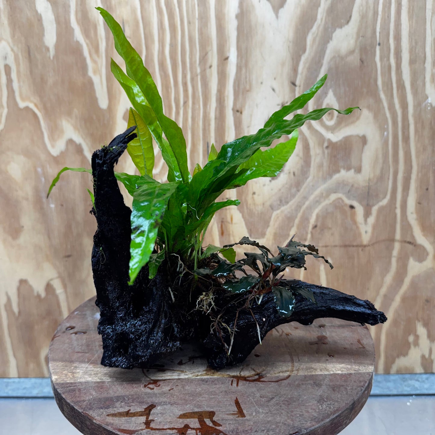 Scapeshop.com.au One Only Bucephalandra plus Indo Microsorum Driftwood Creation - One Only - Sensational Bucephalandra plus Indo Microsorum Driftwood Creation - One Only - Sensational