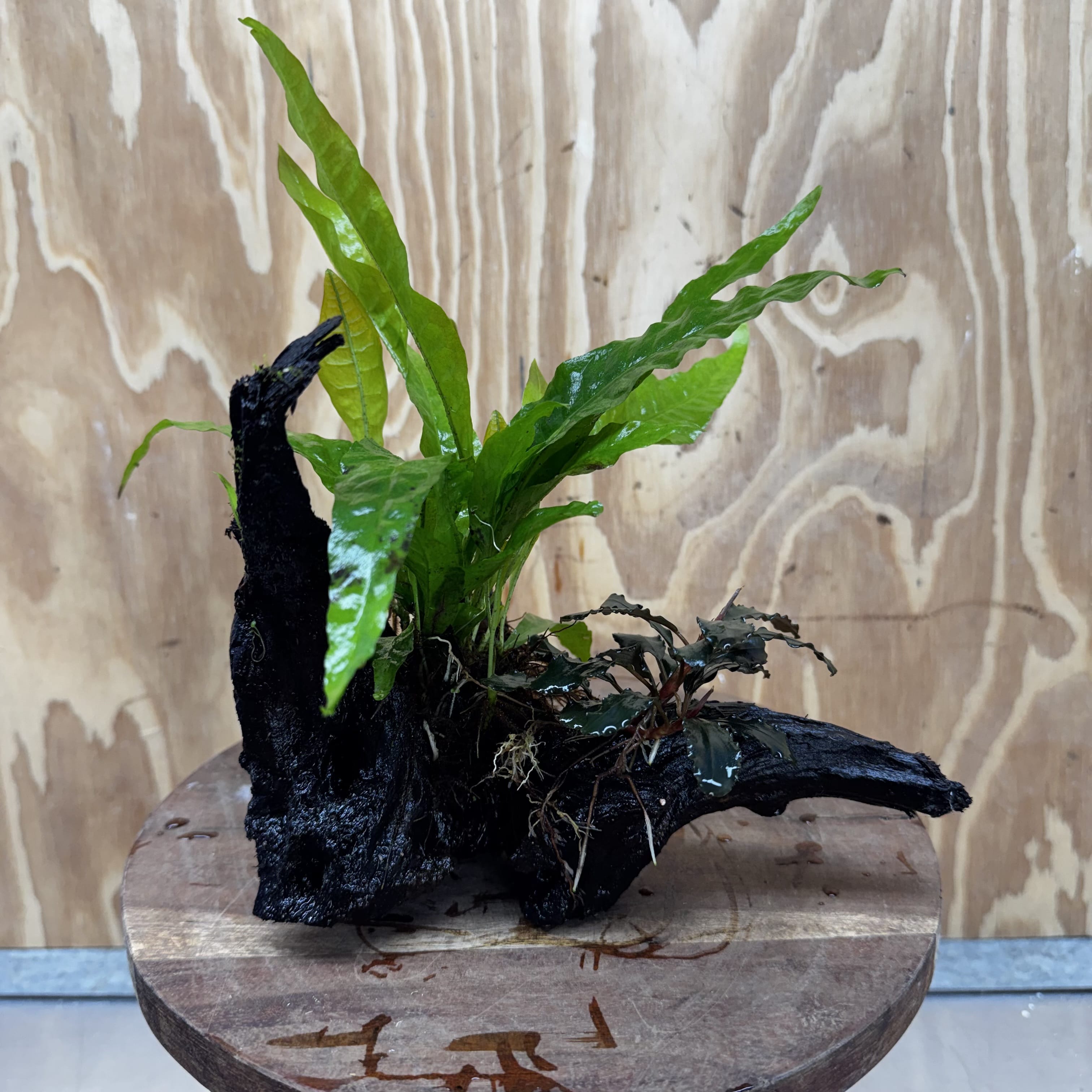 Scapeshop.com.au One Only Bucephalandra plus Indo Microsorum Driftwood Creation - One Only - Sensational Bucephalandra plus Indo Microsorum Driftwood Creation - One Only - Sensational