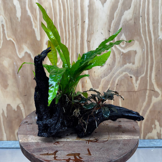 Scapeshop.com.au One Only Bucephalandra plus Indo Microsorum Driftwood Creation - One Only - Sensational Bucephalandra plus Indo Microsorum Driftwood Creation - One Only - Sensational
