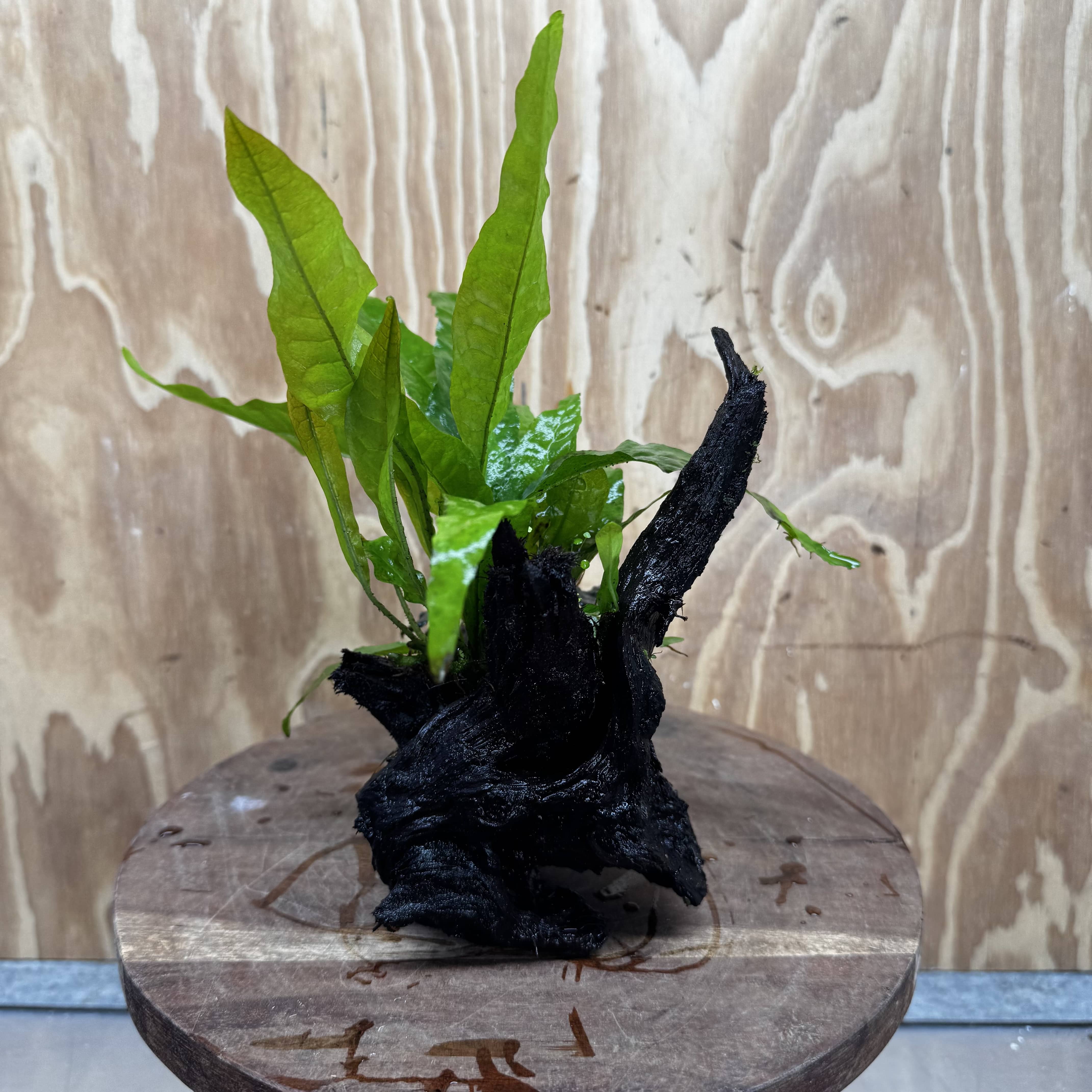 Scapeshop.com.au One Only Bucephalandra plus Indo Microsorum Driftwood Creation - One Only - Sensational Bucephalandra plus Indo Microsorum Driftwood Creation - One Only - Sensational